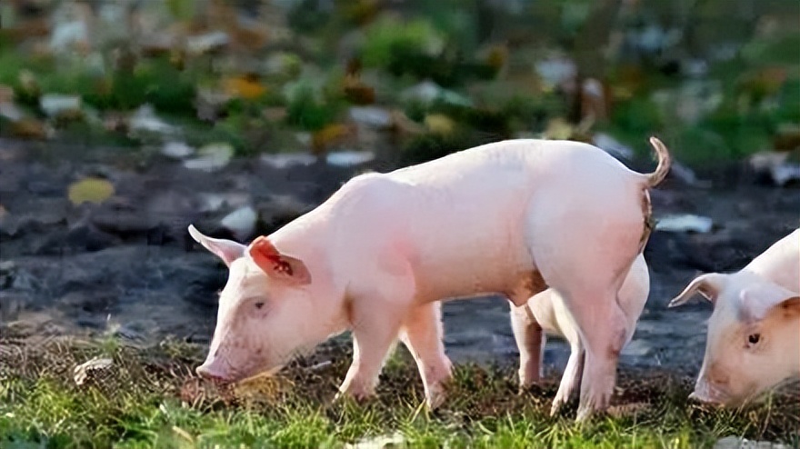 抗生素对菌群的影响,抗生素对微生物的影响