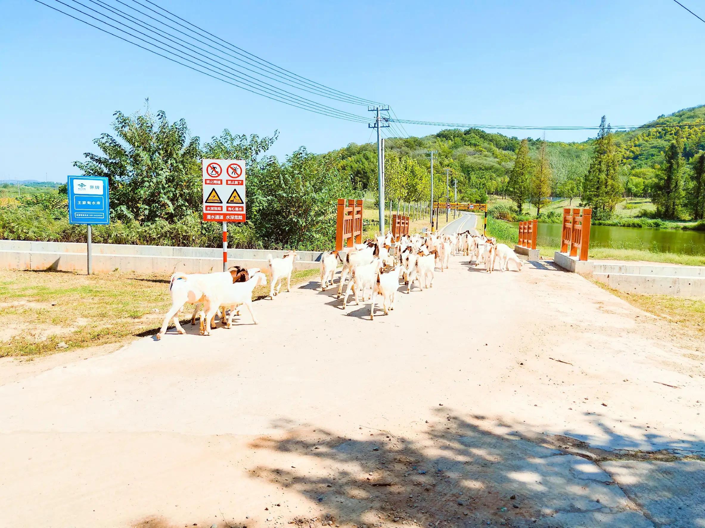 溧水无想山民宿预订,南京溧水无想山露营地点