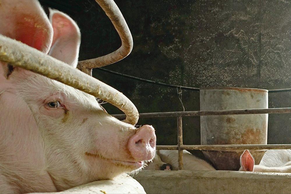 2022年猪价什么时候能反弹,生猪连跌6周猪周期拐点到了吗