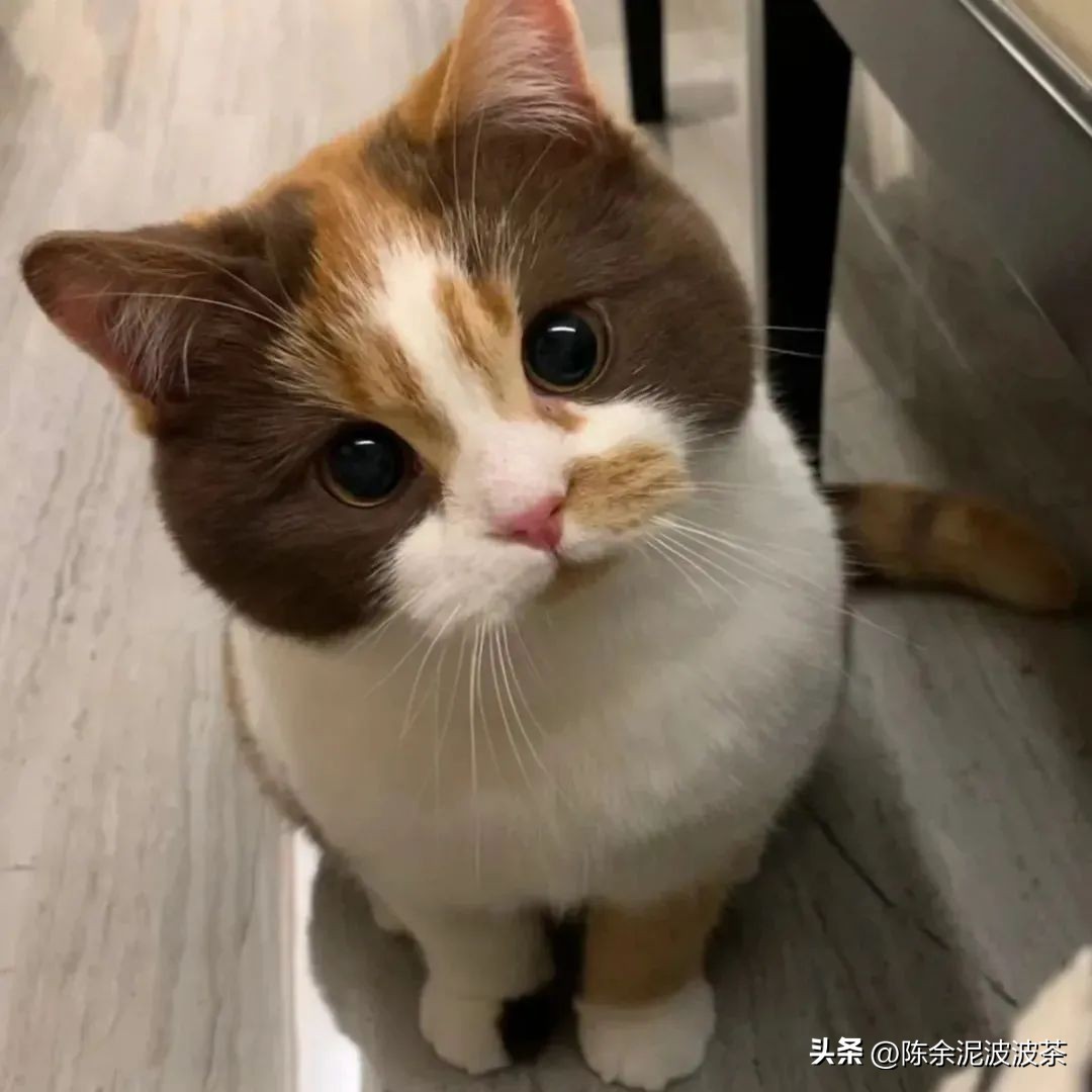 可爱的猫咪头像和小狗头像,团子头像可爱微信头像