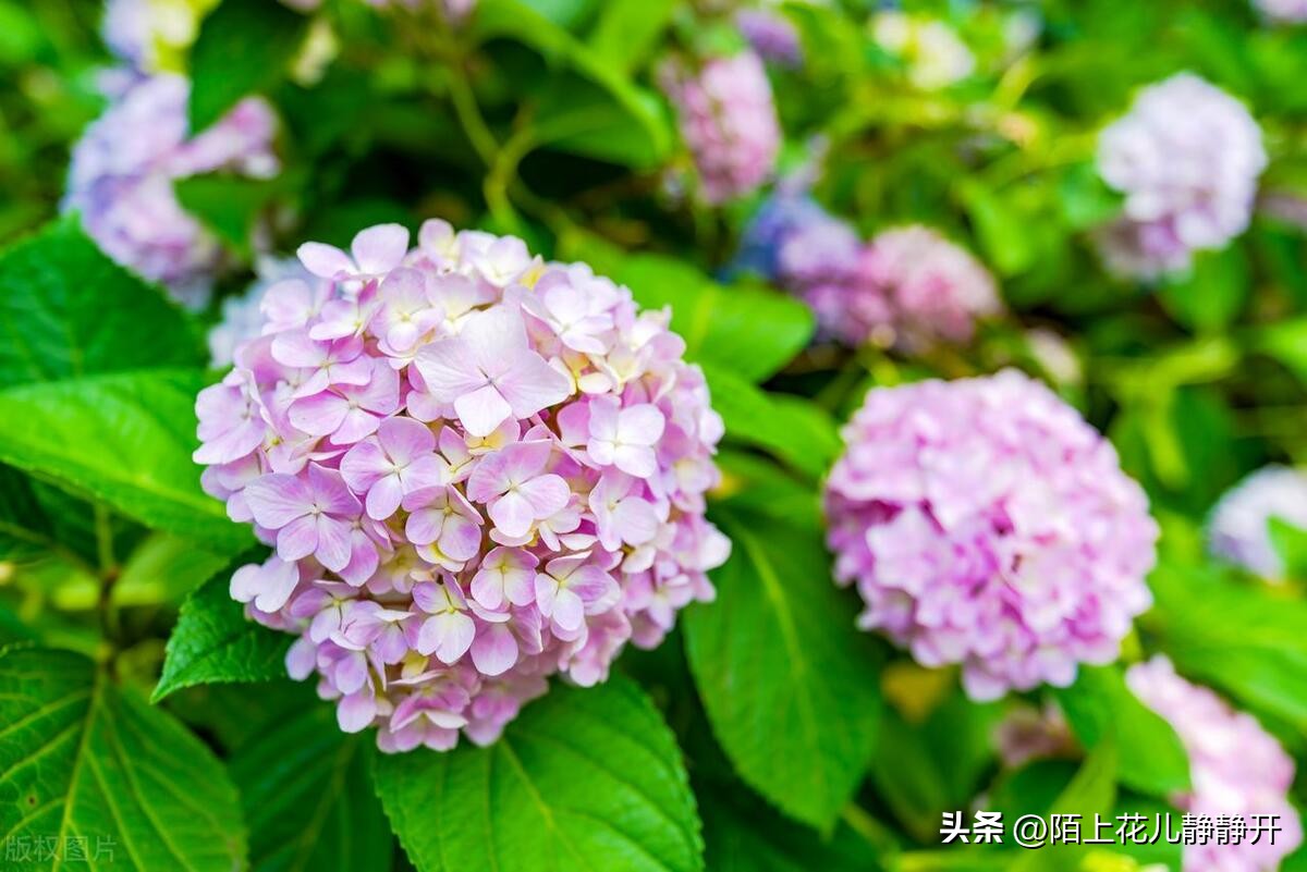 你喜欢夏天的哪些花,夏天盛开的花是什么花