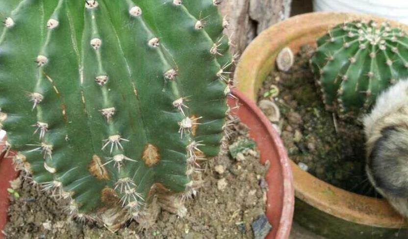 仙人球养护技巧和方法,仙人球的病虫害如何防治呢