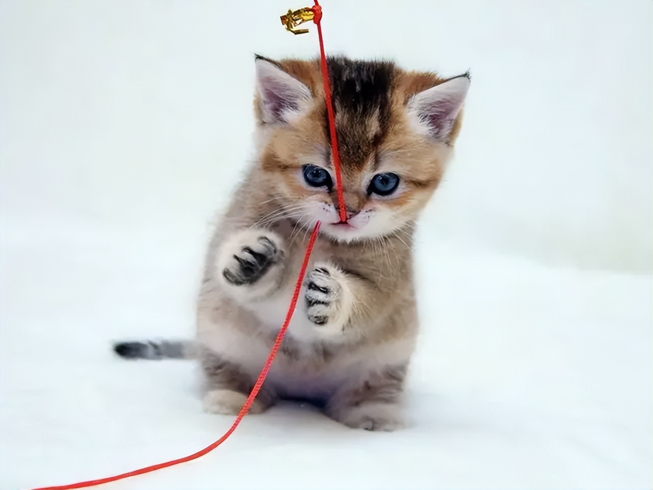 怎样把成年猫猫训得又乖又听话,为何别人家养的狗那么乖