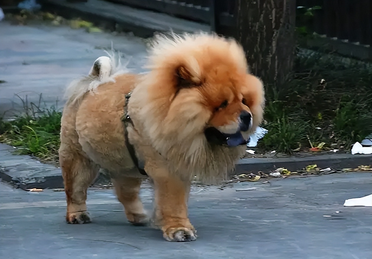 松狮犬不吃饭只喝水什么病,松狮犬经常呕吐是什么原因