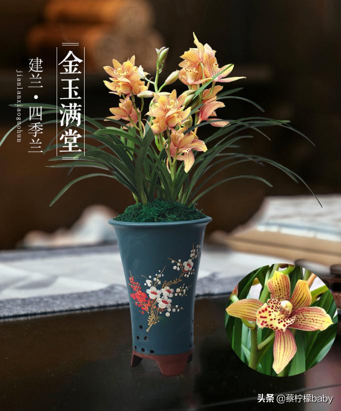 分享五种漂亮花卉,分享一款好看的月季