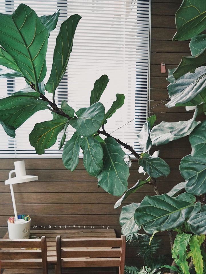 手残党也能养活的10种绿植,十种大家都在养易存活绿植