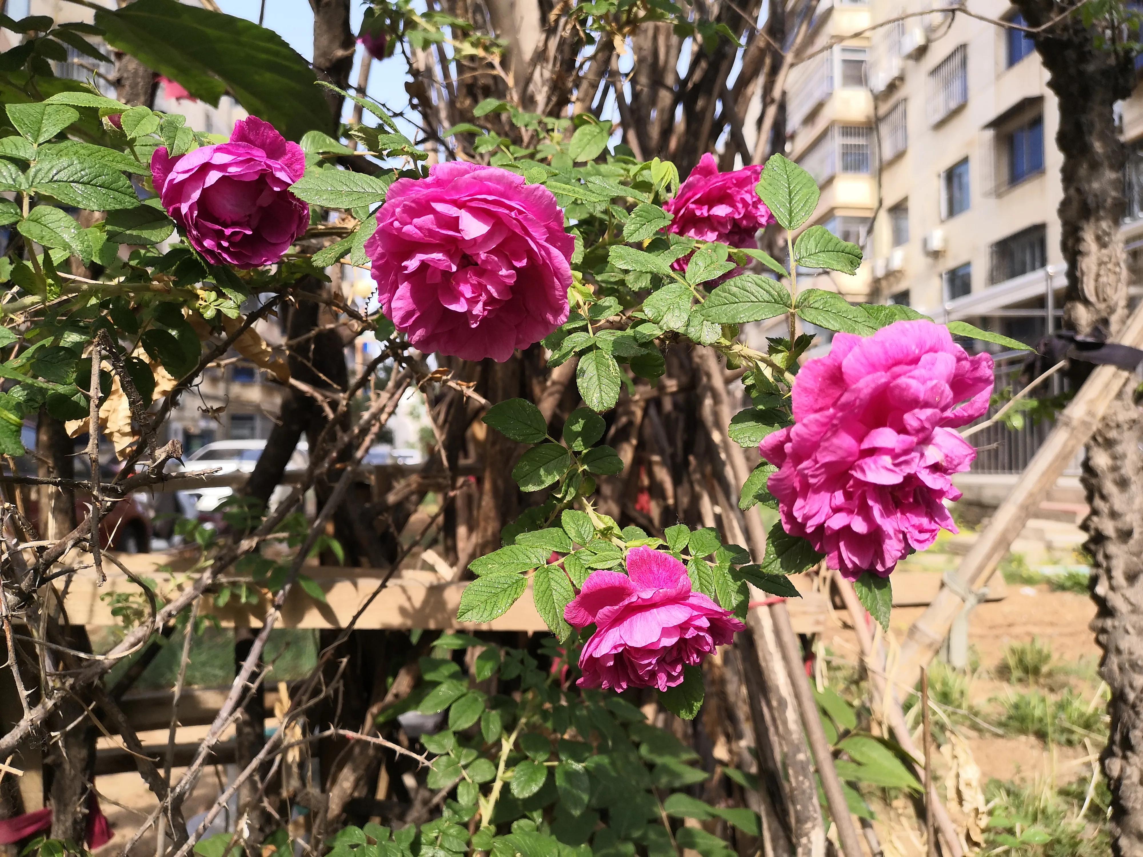 玫瑰蔷薇月季区别在哪里,月季玫瑰蔷薇芍药牡丹的区别