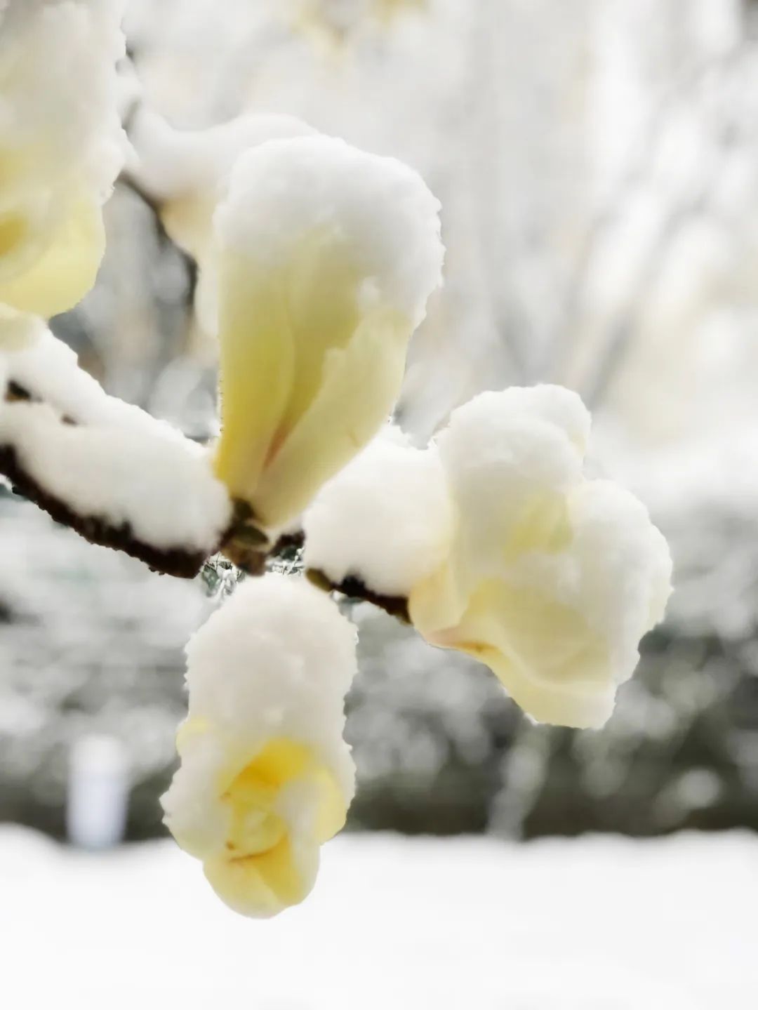 美丽的人民日报大院，我们温暖的家