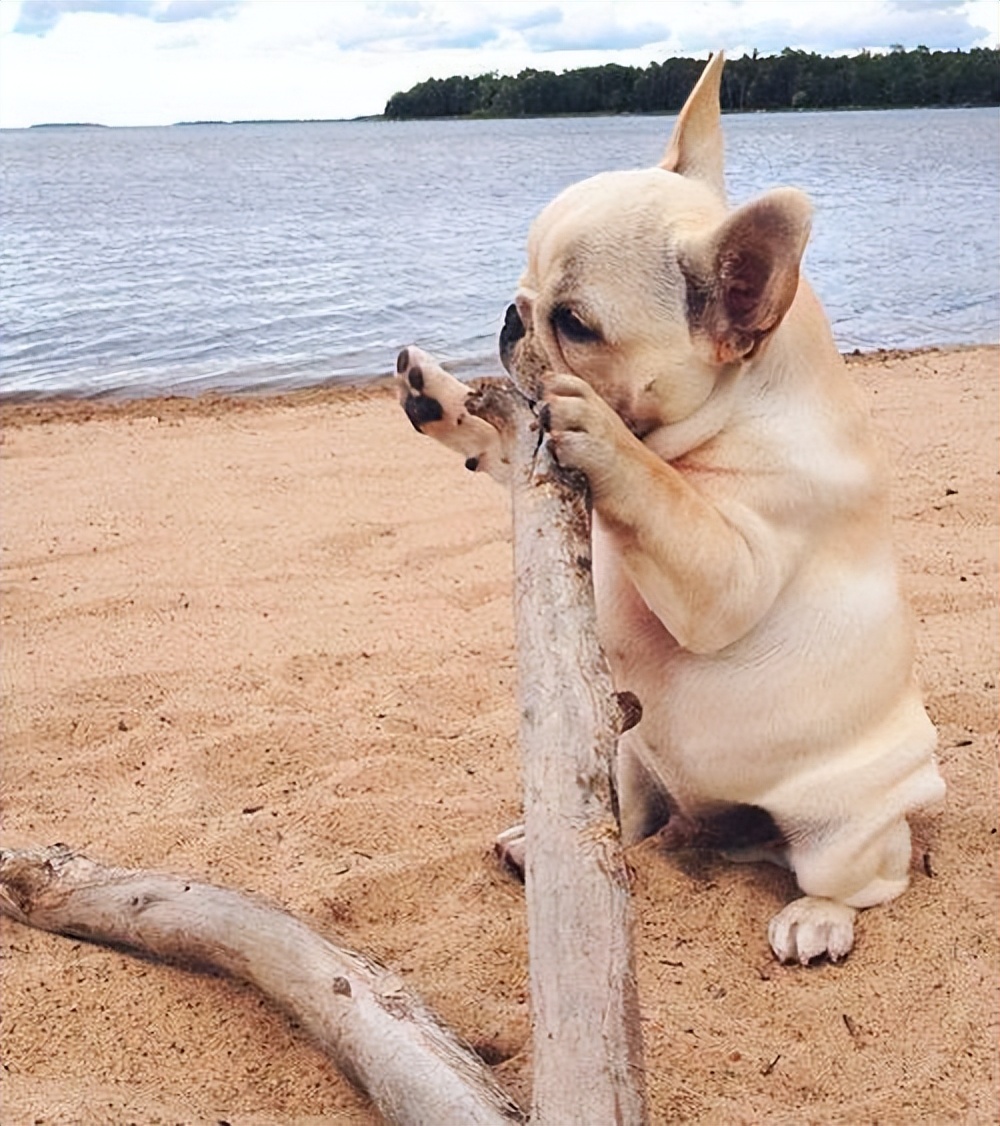 狗与人年龄换算表,拉布拉多狗狗年龄换算表