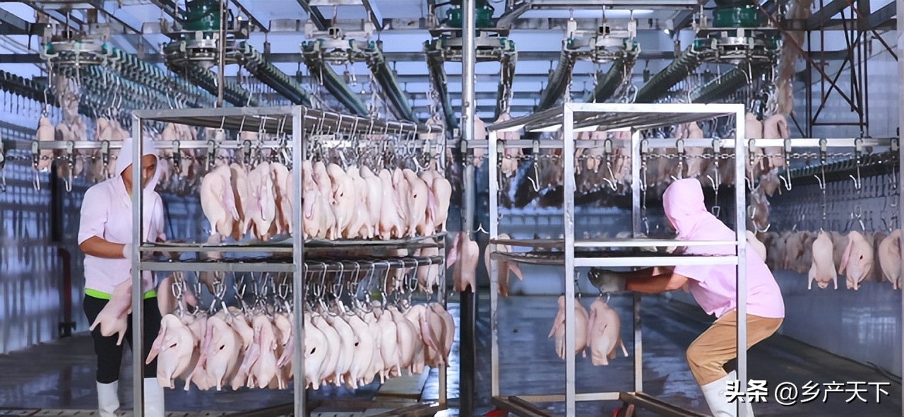 乐寿鸭业厂区,乐寿鸭业饲料