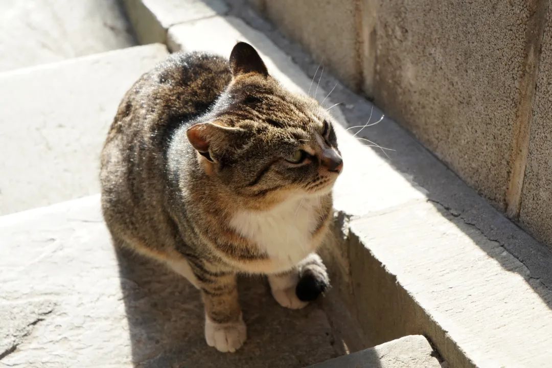 北京景山门票预约必玩景点,景山公园买2元门票怎么办