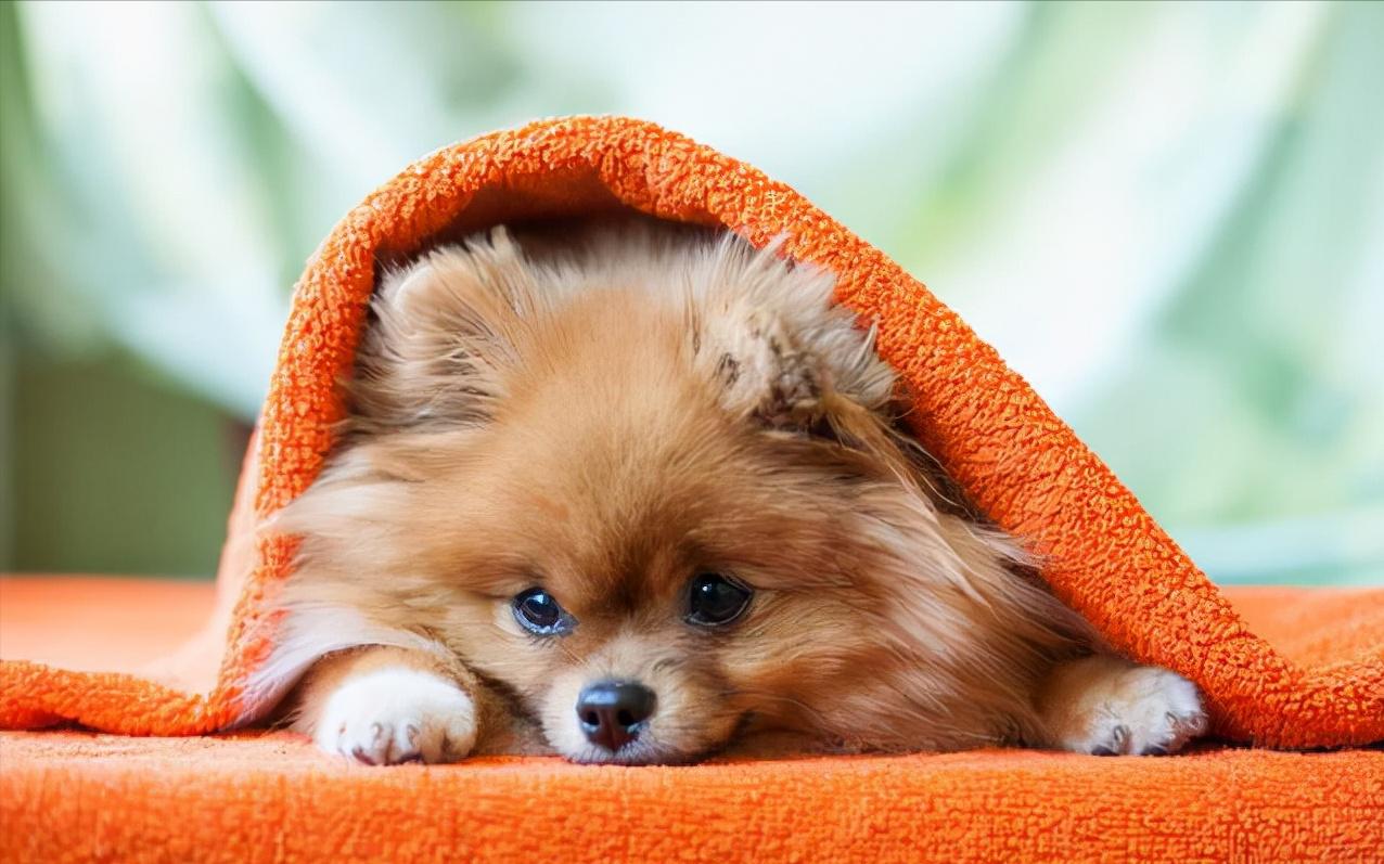 博美犬为什么不建议养在家里,博美犬为什么在家里不敢走动