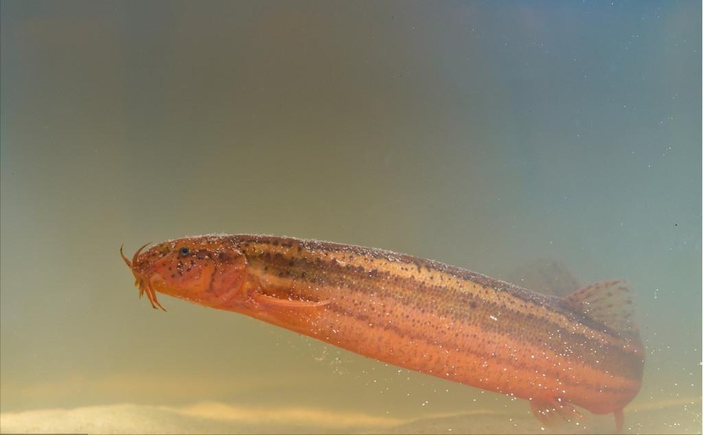 泥鳅养殖病害防治方案,养殖泥鳅易出现的病害