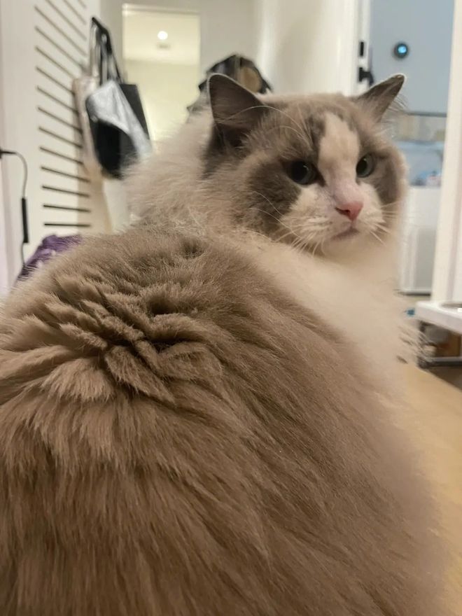 猫咪身上有蒜瓣纹,猫咪毛分层叫蒜瓣毛吗