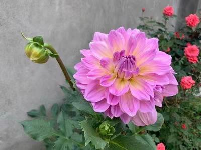 大丽花叶子发黄不开花怎么办,阳台养太阳花长不壮怎么办