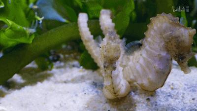 原来它们也有“性丑闻”,这片看完让我大开眼界