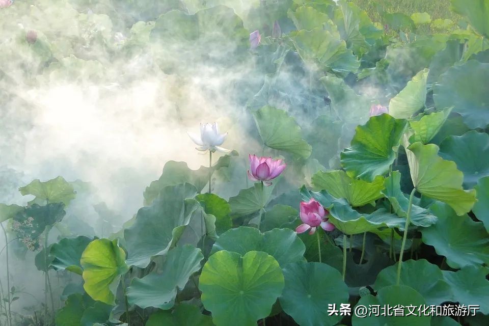 9首茶香弥漫的经典诗词值得一读,十首荷美诗词美醉了整个夏天