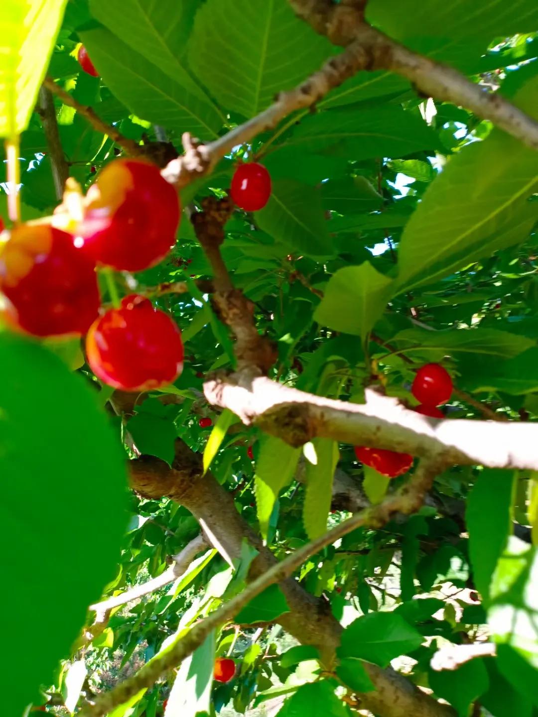 西安樱桃沟今年樱桃比往年减产三分之二左右