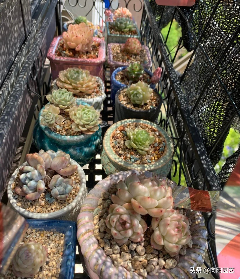 不适合淋雨露养的多肉,露养多肉杀菌雨前还是雨后