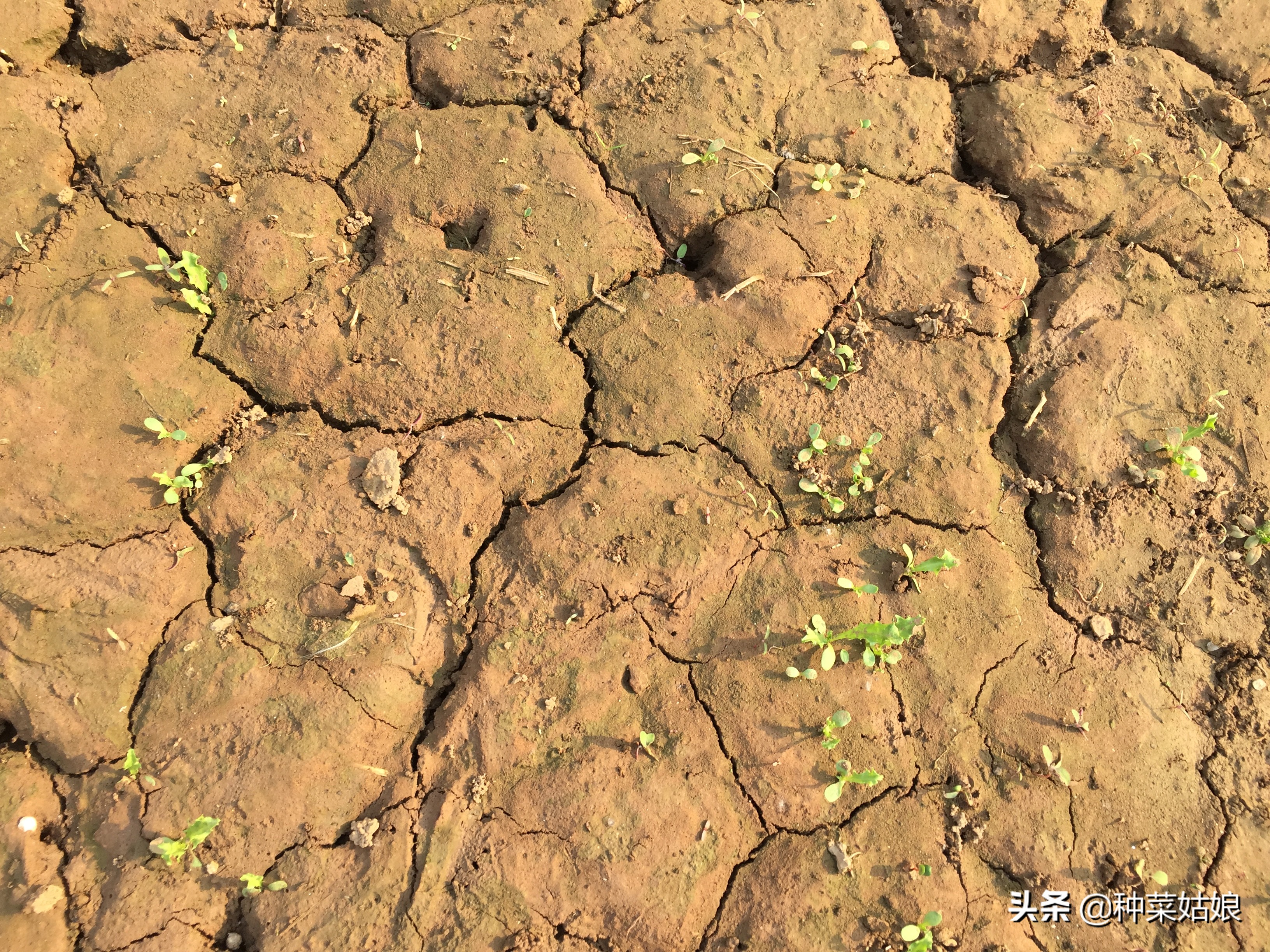 种菜怎么保持土壤湿润,种菜的土很硬有什么办法改善土质