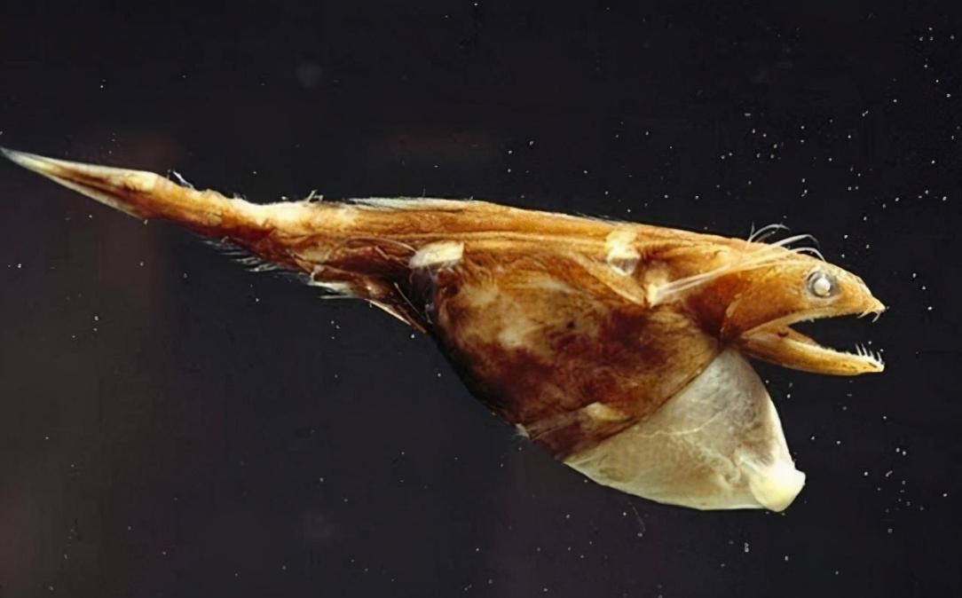 吃100斤的巨型食人鱼,黑叉齿鱼是怎么吞下大鱼的