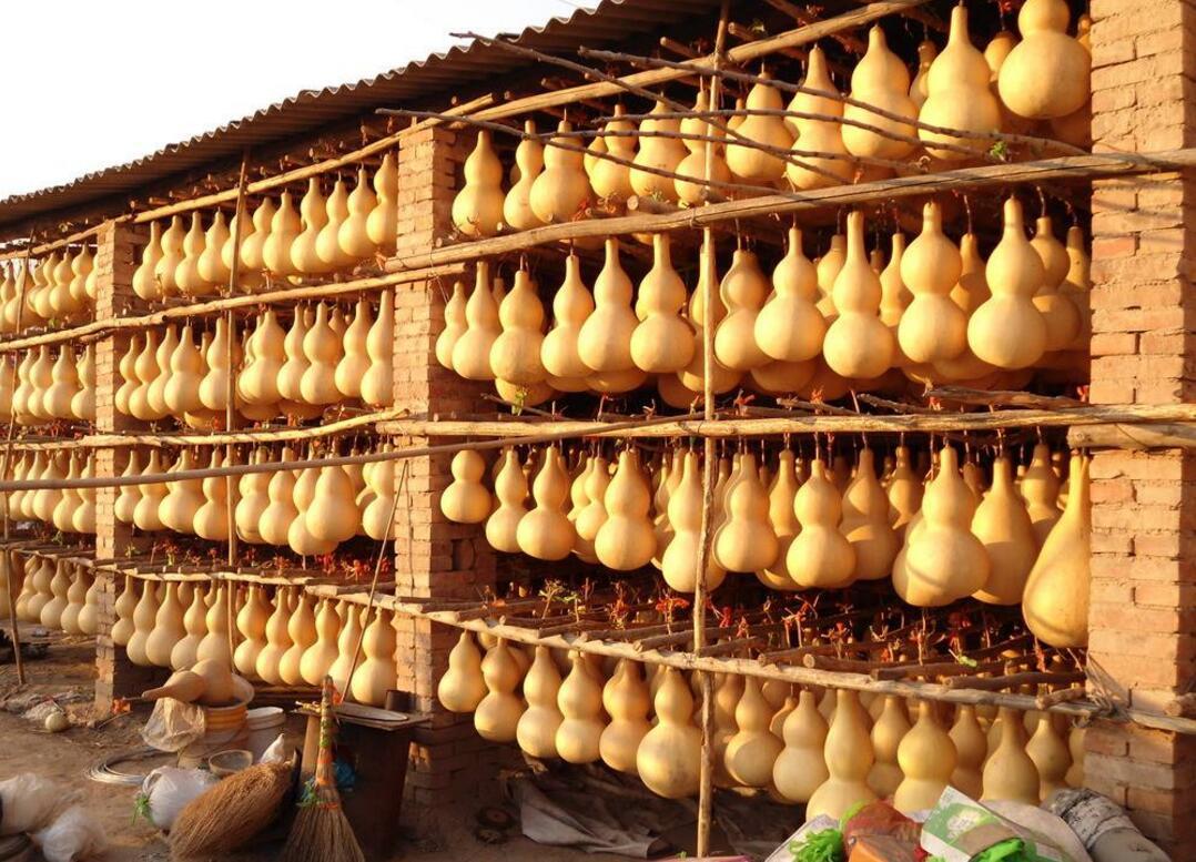 农民一个大棚能卖多少钱,种植小葫芦发家致富