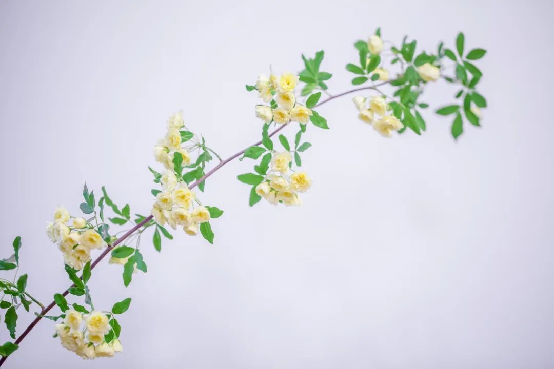 30句超唯美扎心的诗句,抒情温柔的唯美诗句