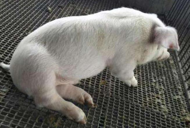 猪后腿站不起不吃食是怎么回事,猪不吃食躺着睡起不来是什么原因