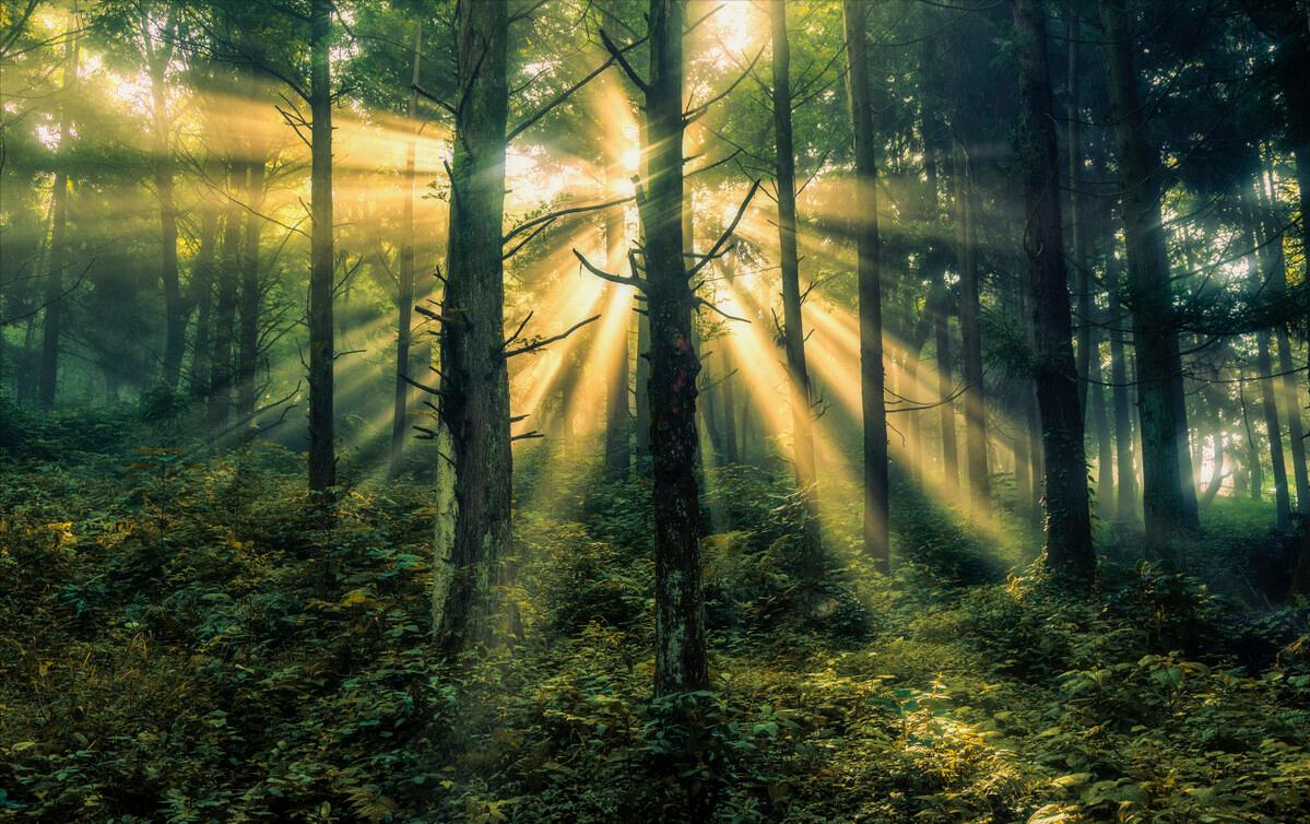 引人不适的蟑螂,让人细思极恐的蟑螂