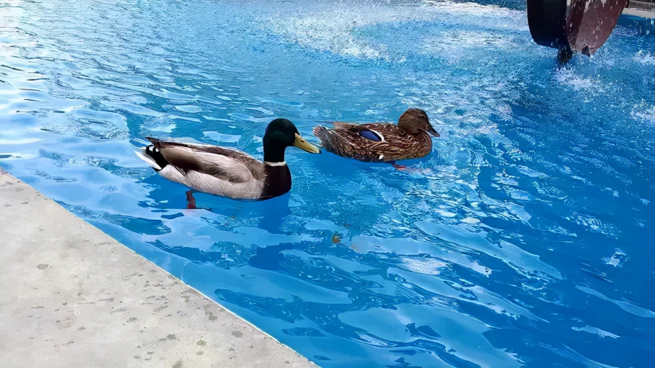 “哈耶普随便挑的陈佳佳，居然去了UCI？”那又怎样，UCI牛着呢