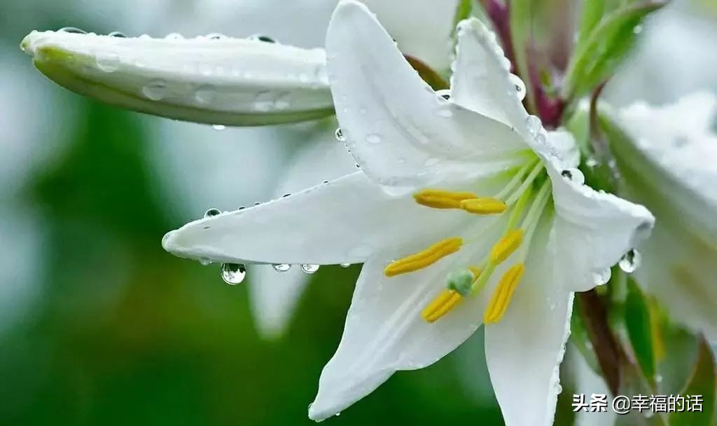 英国国花世界各国的国花,各种国家的国花大全