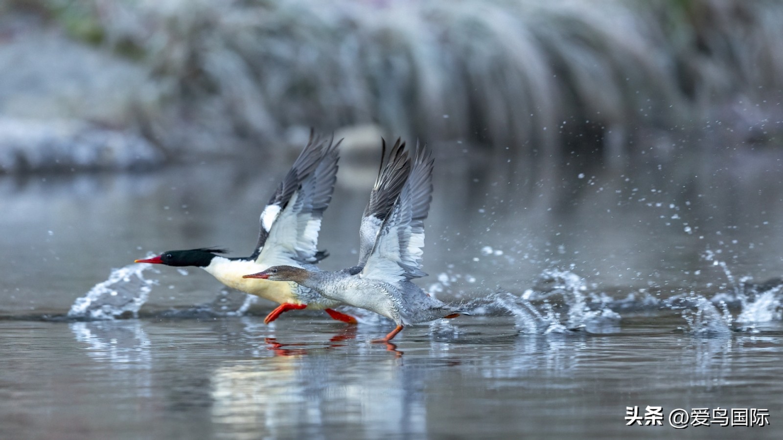 2024观鸟大年,观鸟大年介绍