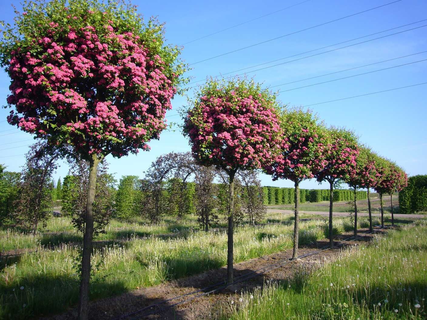 英国新品种：观花、赏果之王——英格兰山楂