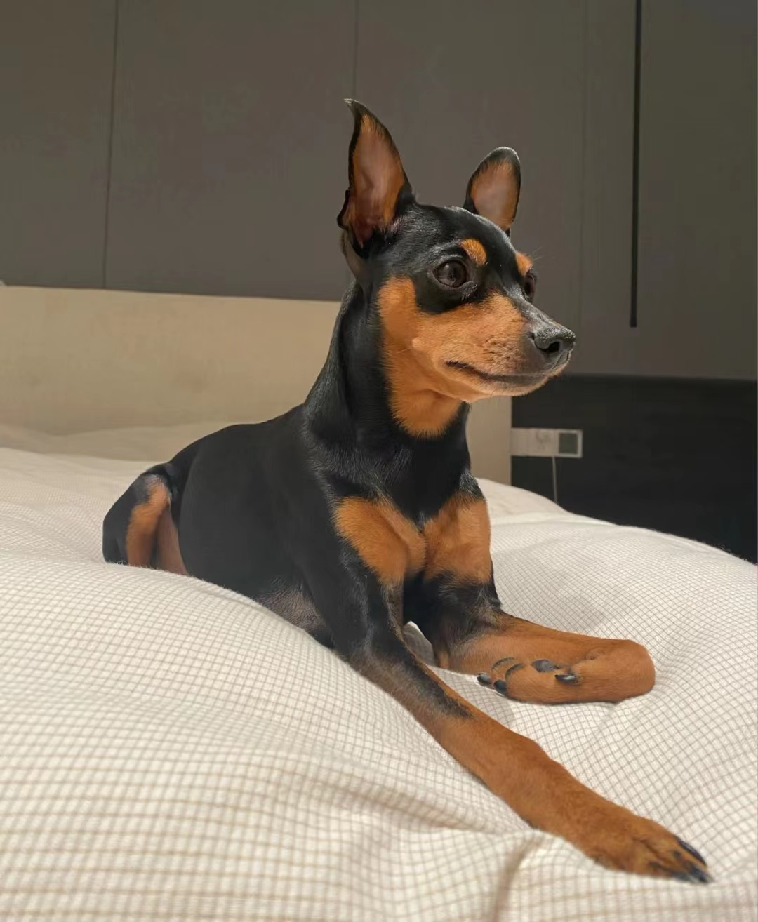 这几种狗太难伺候了新手不敢养,不能接受的狗狗