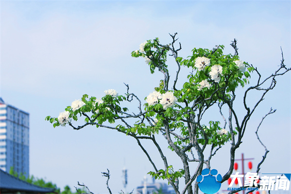 花开时节动京城最美不过洛阳城,四月洛阳美如画千年帝都是花城