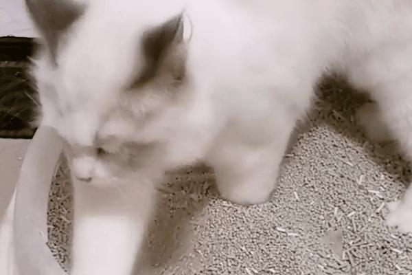 为什么猫咪上床前会舔毛,猫咪为什么上床声音那么大