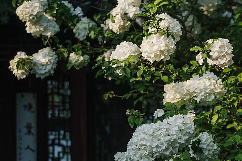 苏州旅游十大赏花景点,苏州赏花最佳景区排名