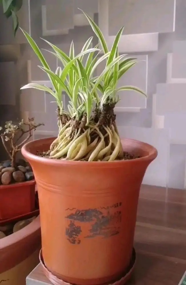 吊兰养活,普通吊兰怎么养才能更旺盛