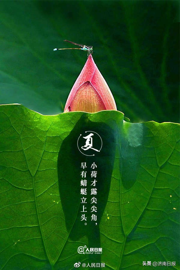 收藏当夏日美景遇上古诗词,10首经典夏日古诗词