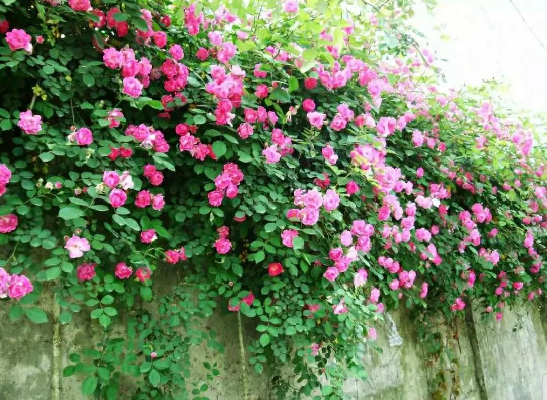 月季蔷薇玫瑰三者的区别图,蔷薇月季玫瑰的区别和联系