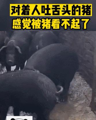 猫拉粑粑拉不出来不吃东西,猫老是叫还到处拉尿怎么办