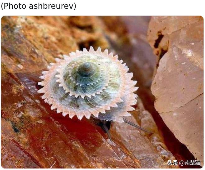 分享各种各样的动物,保证你没见过的20种新动物