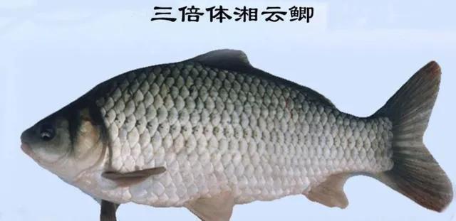 鲫鱼为什么是金黄色,金黄色鲫鱼是野生的吗