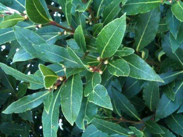 调味香叶是什么树的叶子,大料里的香叶是什么植物的叶子