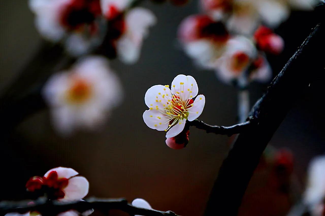 白梅花绽放视频,白梅花盛开