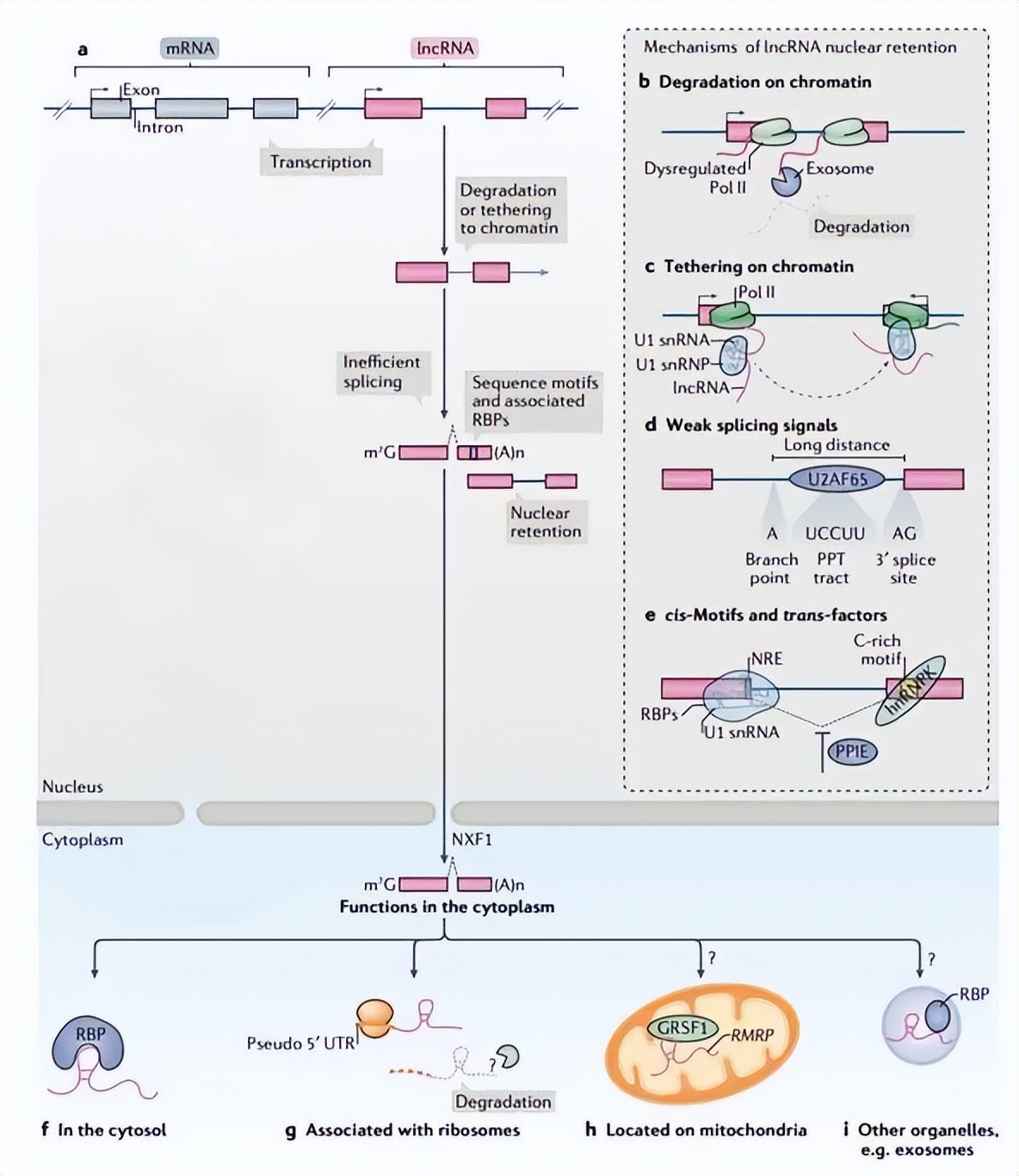 nature最新论文,nature论文最新发现