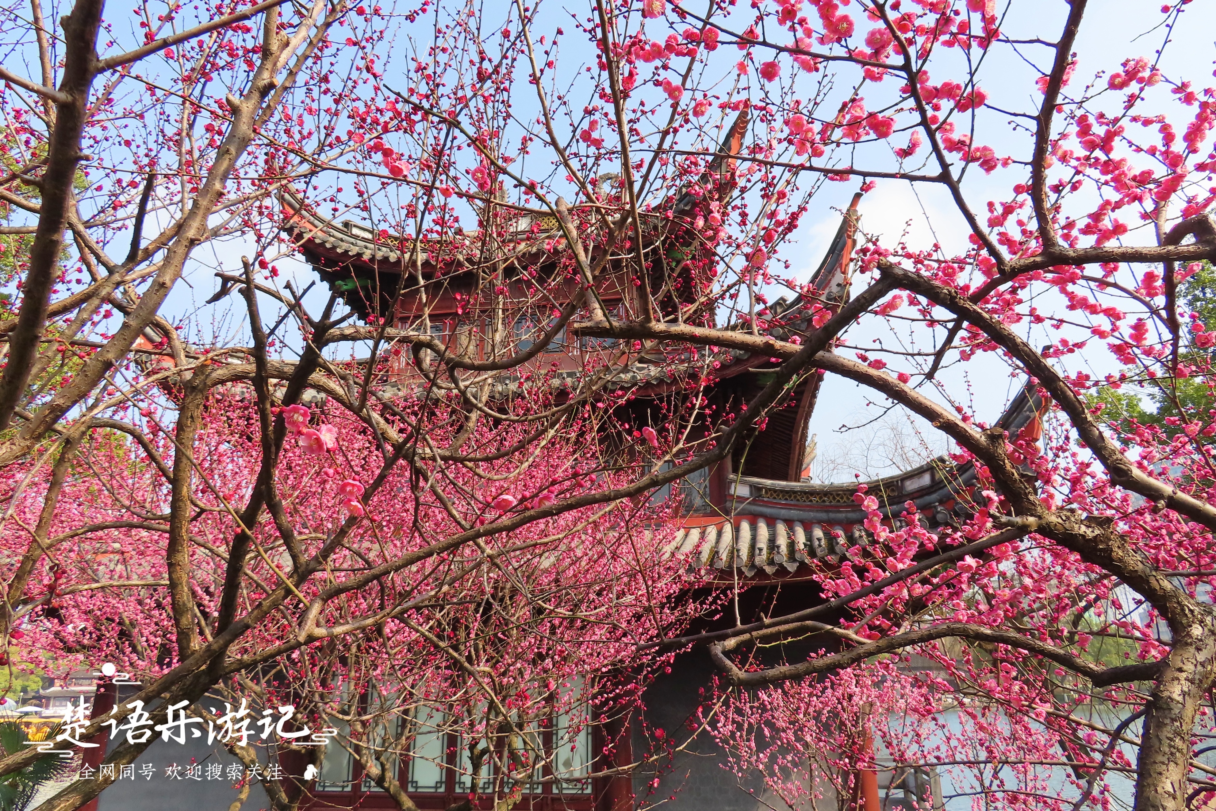 绍兴赏梅全攻略,浙江赏梅最好的地方