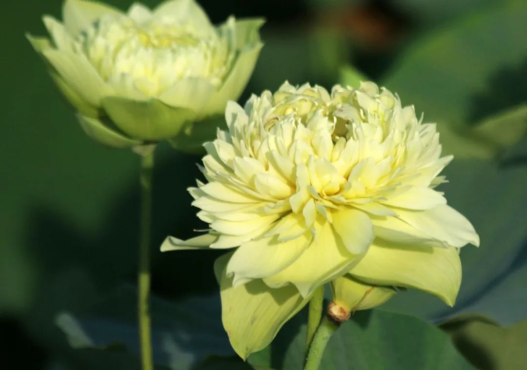 绝美的荷花品种大全图集,超好看荷花品种大型荷花