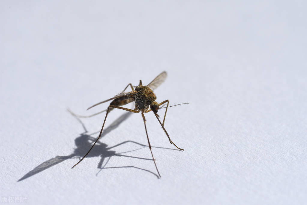 下雨后飞的大黑虫子,雨天虫子为什么喜欢往室内飞