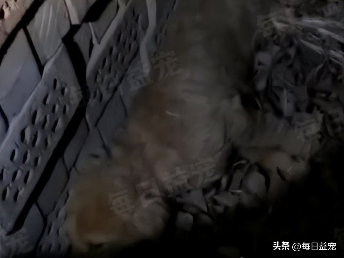 小金毛被弃养,小金毛被扔楼下